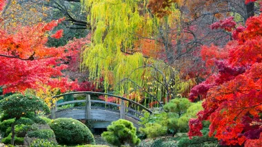An arched bridge over a pond in a Japanese garden surrounded by bright red and yellow foliage.